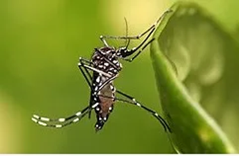 Aedes-borne viral diseases (ABVD) 