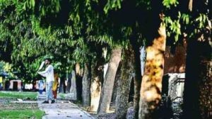 Delhi Forest Department Clarifies Legal Tree Definition